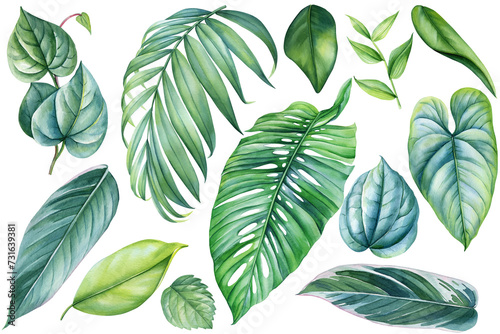 Palm leaf, Hand drawn watercolor tropical plants set. Exotic palm leaves illustration, tropical floral elements clipart