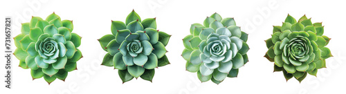 Succulent plant vector set isolated on white background