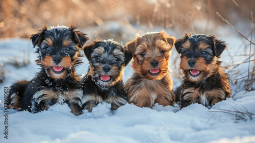 a group of puppypies in the snow, sitting together