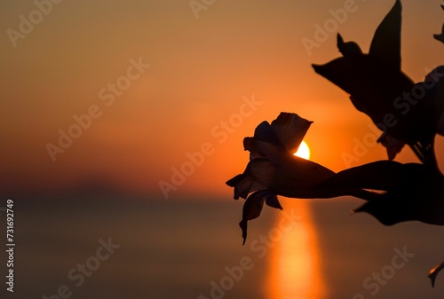 Single flower against the orange sunset over the water and the sky
