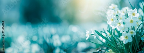 small white flowers on a tree branch, with natural, colorful bokeh background, horizontal banner, copy space for text, nature and spring equinox concept 
