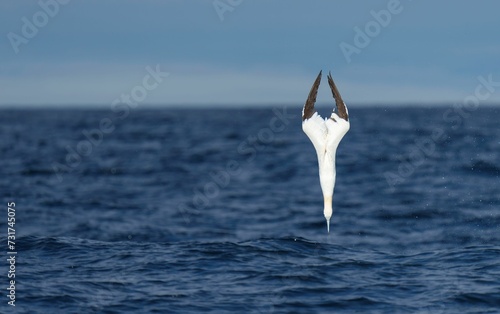 Majestic plunge diving gannet. Morus bassanus.