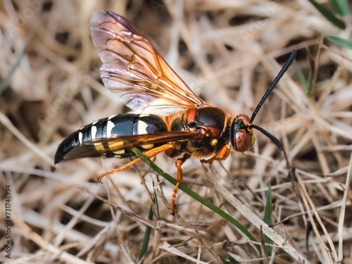 Close up of a large Cicada Killer Wasp (Sphecius speciosus) in the grass.