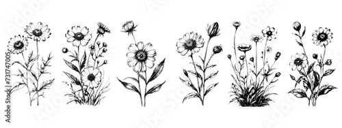 hand drawn illustration with wildflowers set. Collection of minimalist flowers, herbs and medicinal plants. For logo design, tattoo, postcard