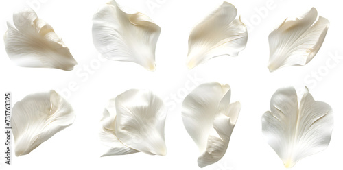 Collection of soft white flower petals isolated on transparent background