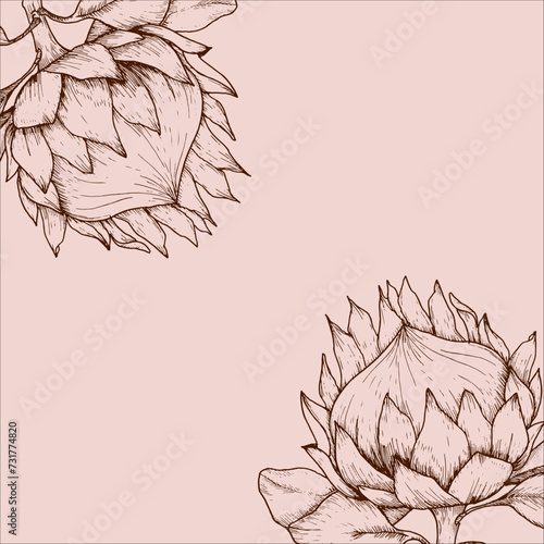 Tropical flowers vector illustration graphics. One line ink hand drawn floral illustration , protea flower, african rosefor invitation,wedding, greeting card design
