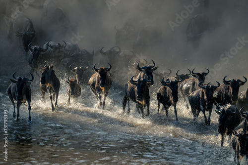 Herd of blue wildebeest race across water