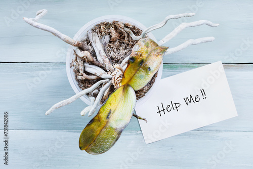 Sick and dying orchid house plant with wilted and damaged leaves due to over watering. Sign with "help me" text. Table top view.