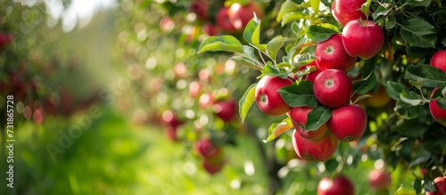 This evergreen shrub bears a bountiful harvest of natural food: a bunch of red apples hanging from its branches, a delicious and nutritious fruit.