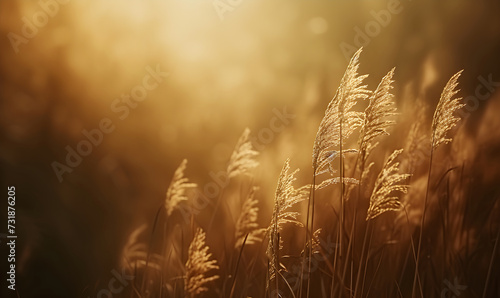 Meadow with wildflowers, wheat, grass on blurred background. Floral landscape in setting sun. Herbal field with golden spikelets and spikes. Natural pastoral rural landscape sunny summer banner.