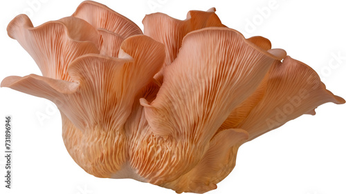 oyster mushroom cut out on transparent background.