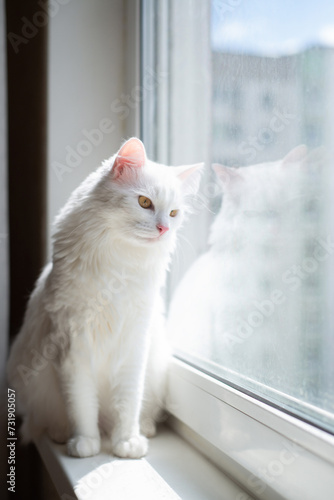 Beautiful white cat sitting on windowsill and looking to a window