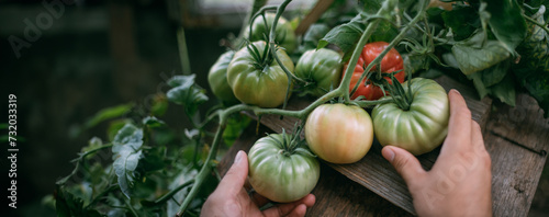 Close-up of a farmer's male hand touching tomatoes growing on a bush in a greenhouse in summer.