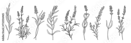 Lavender flower line art drawing. Hand drawn black ink sketch. Modern design for tattoo, wedding invitation, logo, cards, packaging. Trendy greenery vector illustration isolated on white background.