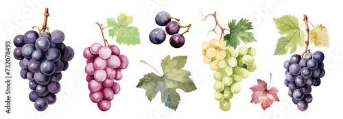 Grape berries and leaves. Bunches of grapes, black, red and white sort. Isolated sweet fruits, raw ingredients for wine. Vinery, vector fresh food set