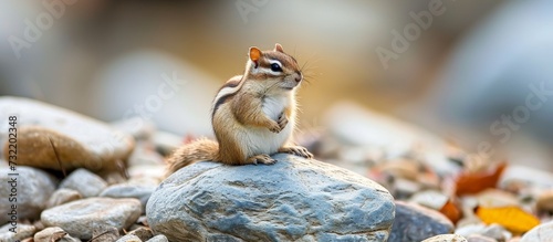 The Organ Mountains Chipmunk, an Eastern chipmunk, sits on a rock. It is a terrestrial animal with a fawn-colored coat, snout, whiskers, and tail.
