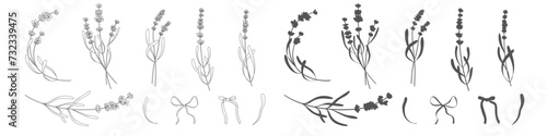 Lavender branches. Hand drawn botanical illustrations in linear style.