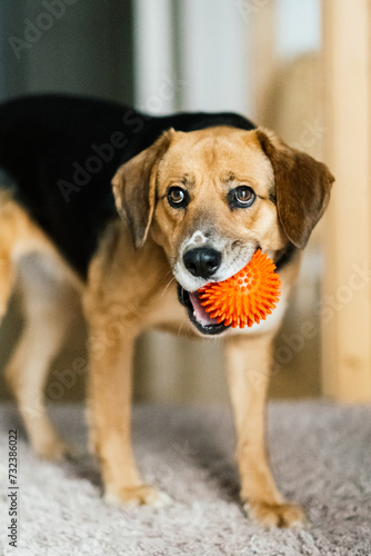 beagle mix dog with a ball 