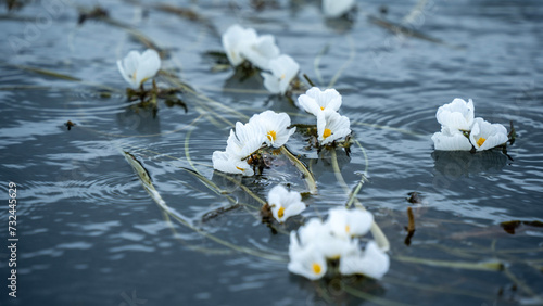 white flowers in the water Lake Lugu Lijiang China