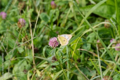 Pale clouded yellow (Colias hyale) Butterfly perched on pink flower in Zurich, Switzerland