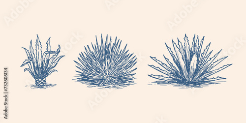 agave retro sketch illustration. Tequila plant ingredient vector