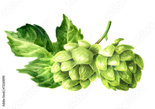 Fresh green hops (Humulus lupulus) and hop leaf. Hand drawn watercolor illustration isolated on white background