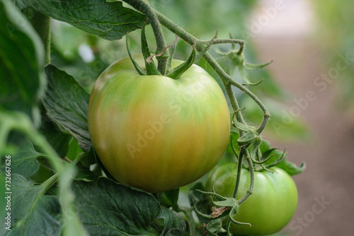 Tomate en proceso de maduración, con tonos verdes y naranjas,en su planta .