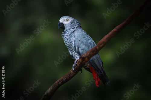 Grey Parrot (Psittacus erithacus) or Congo African Grey Parrot