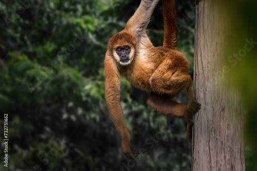 Southern Muriqui monkey (Brachyteles arachnoides) or Woolly Spider Monkey