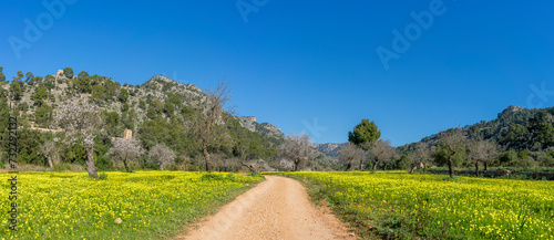 Peaceful Country Road Meandering Through a Blooming Meadow in the Mountains