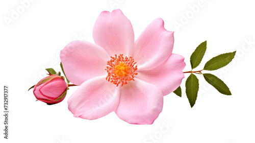 Rosa Woodsii flower isolated on a transparent background