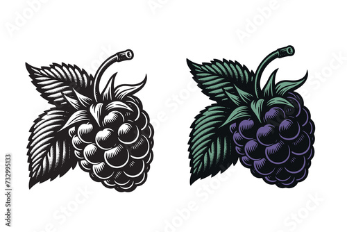 Blackberry. Beautiful engraving monochrome vector illustration. Icon, logo, isolated object 