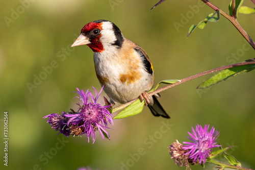 szczygieł (Carduelis carduelis) żeruje na kwiatach ostu