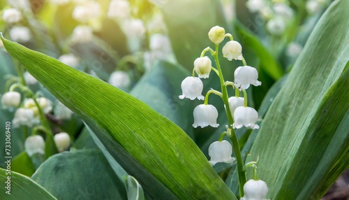 beautiful small white flowers of spring plant a poisonous plant with green leaves lily of the valley convallaria majalis background for spring time