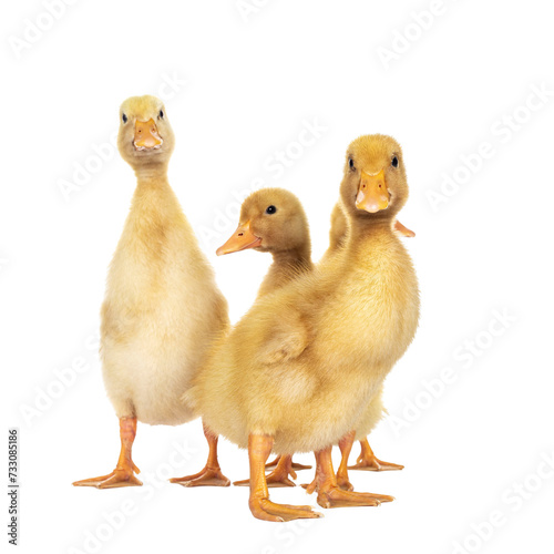 Group of ten day old Peking Duck chicks, standing facing front. Looking towards camera. Isolated cutout on transparent background.