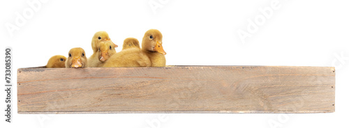 Group of ten day old Peking Duck chicks, standing / laying in wooden box. Isolated cutout on transparent background.