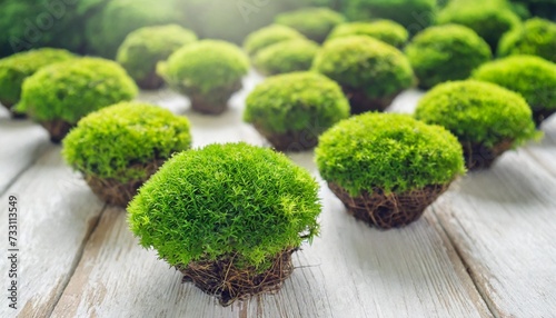 green tuft leucobryum moss on white background pincushion grow natural mosses for garden or home decor