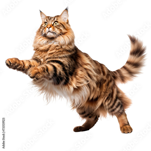 Funny cute ragdoll cat standing, transparent, isolated on white