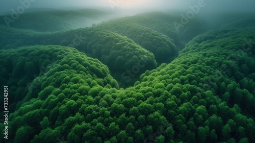 Lotniczy widok na bujny, zielony las