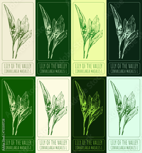 Set of vector drawings of LILY OF THE VALLEY in different colors. Hand drawn illustration. Latin name CONVALLARIA MAJALIS L.