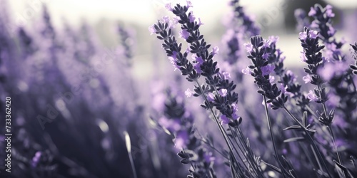 A close-up view of a bunch of lavender flowers. Perfect for adding a touch of beauty and tranquility to any project