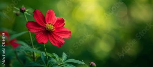 Striking Cosmos and Cav Add Vibrant Energy to Red Flower on a Lush Green Background in Cosmos Cav Red Flower Green Background Stock Photo
