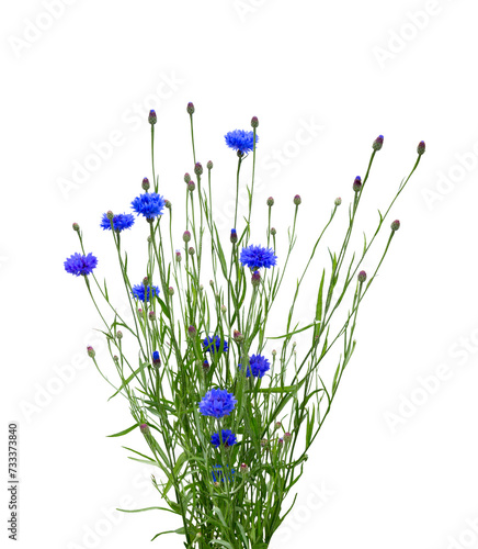 Cornflower bouquet on white