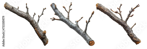 wooden branch isolated on transparent background ,dry wooden stalk ,generative ai