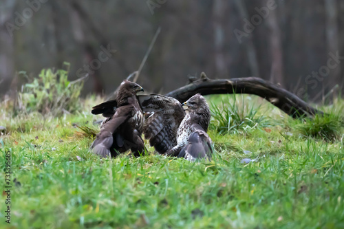 common buzzard, common buzzard, Buteo buteo buteo