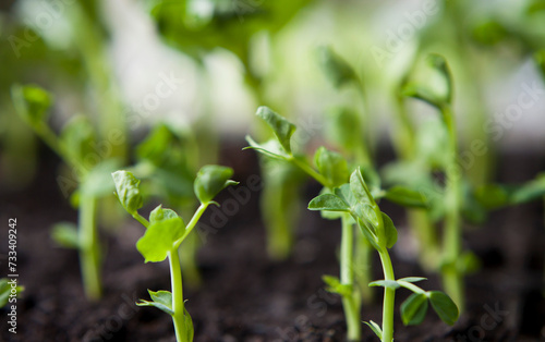 Seedlings of green peas rady to transplant in the garden.