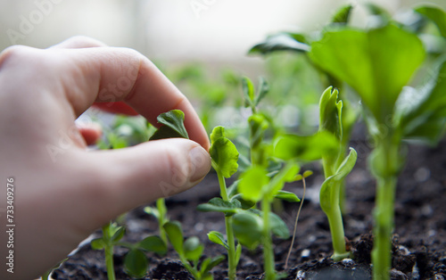 Seedlings of green peas rady to transplant in the garden.