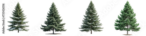spring or winter woods, evergreen coniferous tree Hyperrealistic Highly Detailed Isolated On Transparent Background Png File