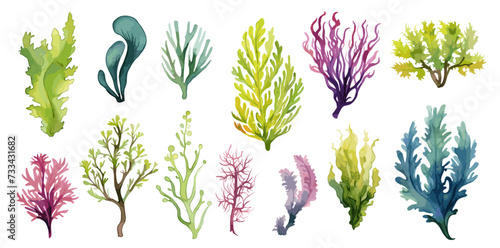 Algae and seaweeds set. Watercolor seaweed, underwater plants isolated collection. Decorative sea elements, plant for aquarium, vector clipart
