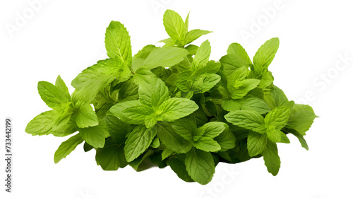 A mint bush isolated on white background png